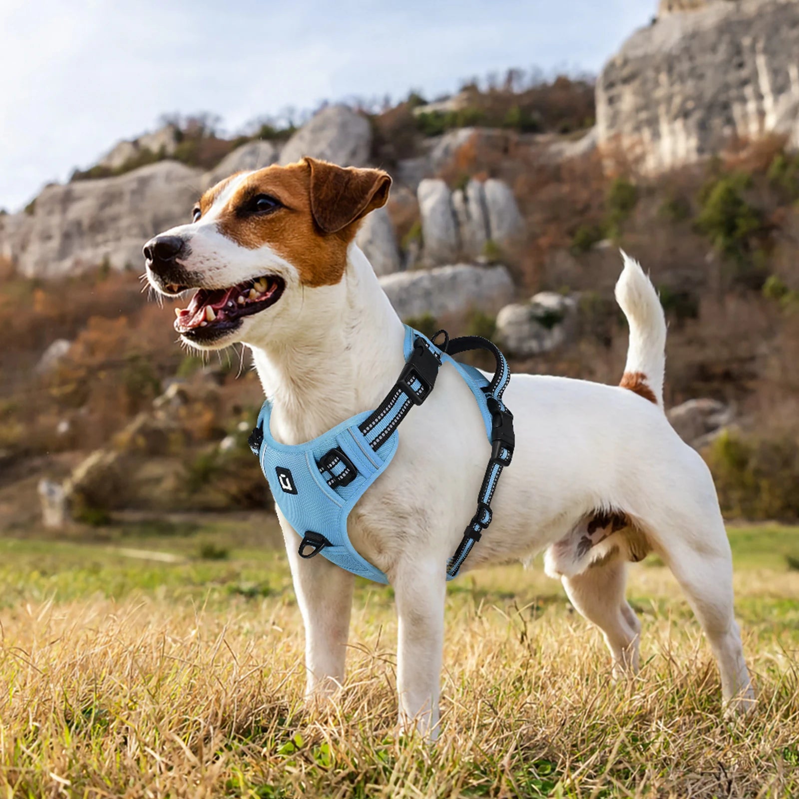 Reflective Pet Harness Combo